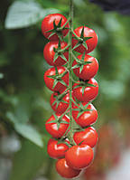 Насіння томата Марголь F1 100 насіння Yuksel seeds