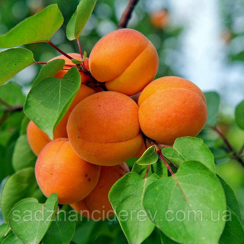 Саджанці абрикоса Джумбо Кот, фото 1