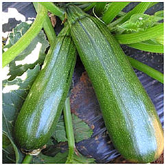 Кабачок Династія F1 поштучно United Genetics 1 шт