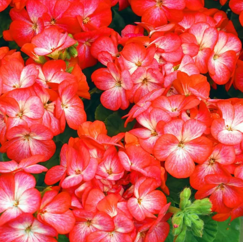 Пеларгонія садова Multibloom Scarlet eye Syngenta 5 шт