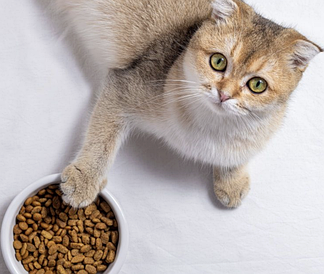 Корм для котів