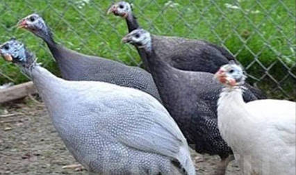 Інкубаційні яйця цесарки