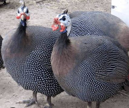 Цесарка інкубаційні яйця