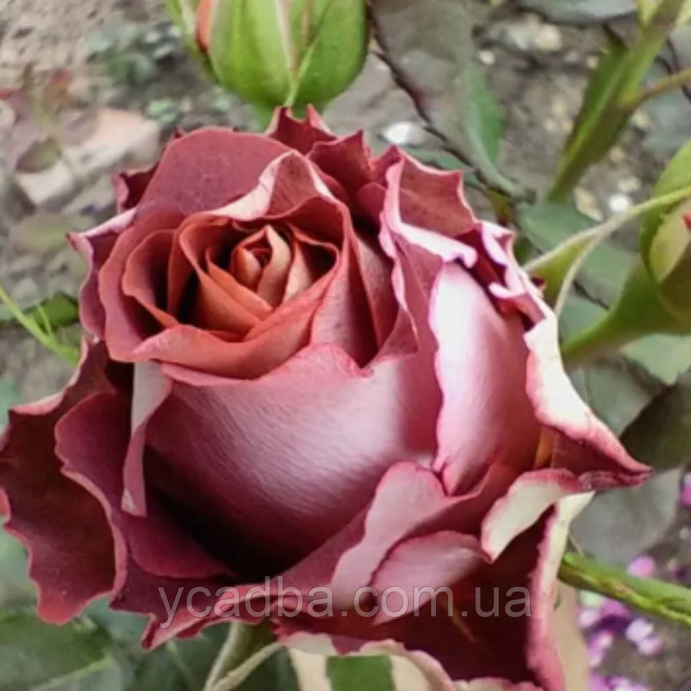 Троянда чайно-гібридна Гіннес (тубус), фото 1