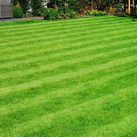 Насіння газонної трави