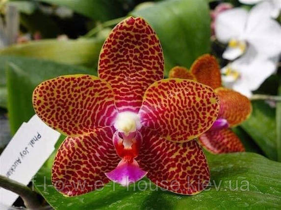 Орхідея УЦІНКА Восковий Phal. Joy Auckland Beauty підліток, фото 3