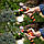 SEQUOIA SWPSN2, фото 5