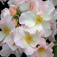 Троянда плетиста Саллі Холмс (тубус)