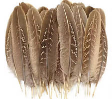 Пір'я натуральне фазане для декору набір 20 шт.