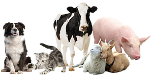 Здоров'я тварин