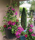 Клематис Huvi (Гуві), фото 5