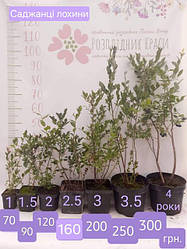 Лохина 4-річна