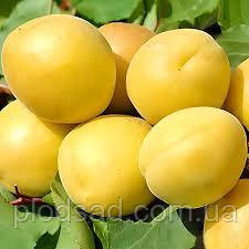 Абрикос Шалах