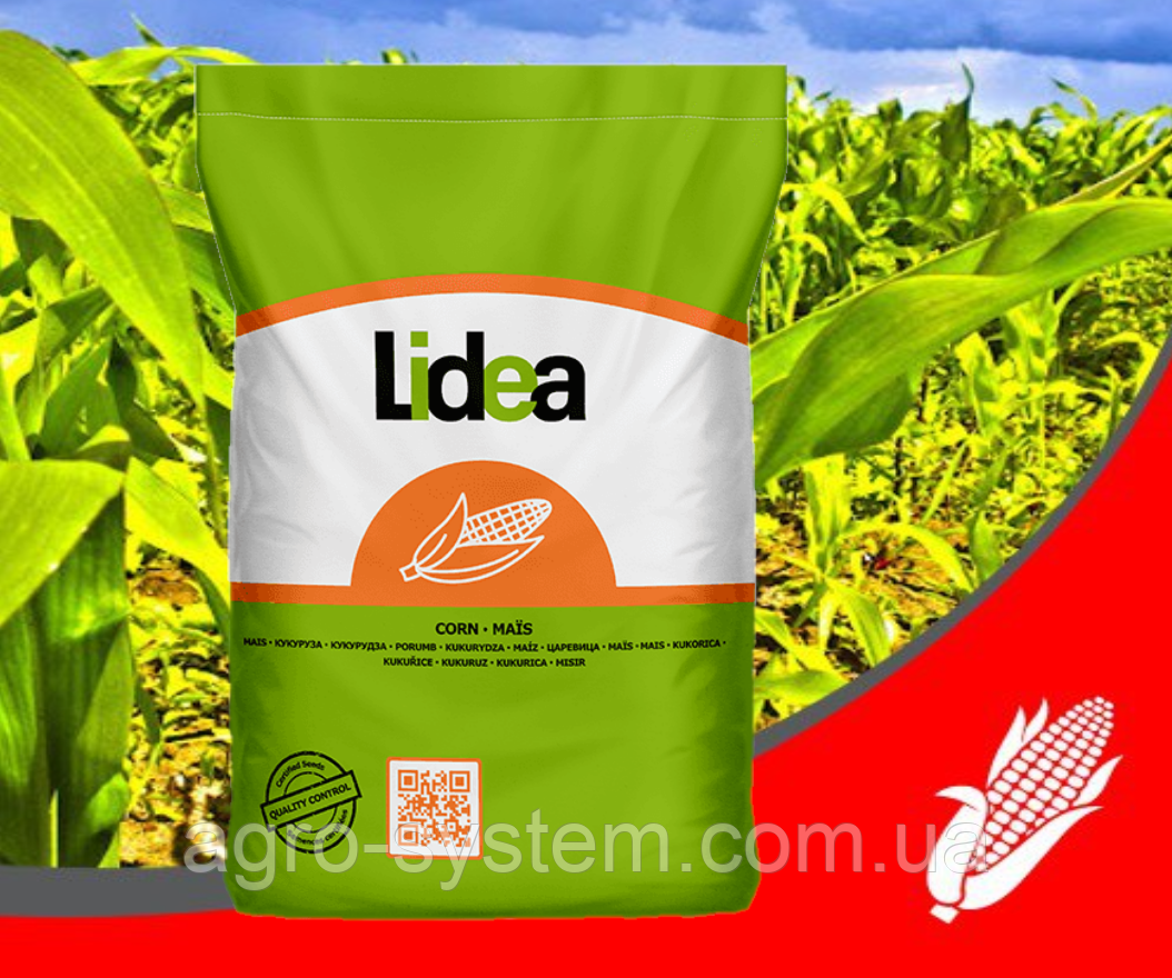 ЕС Катманду Лідеа ФАО - 230 насіння кукурудзи Lidea, фото 1