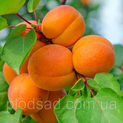 Абрикос Луїза Бланк