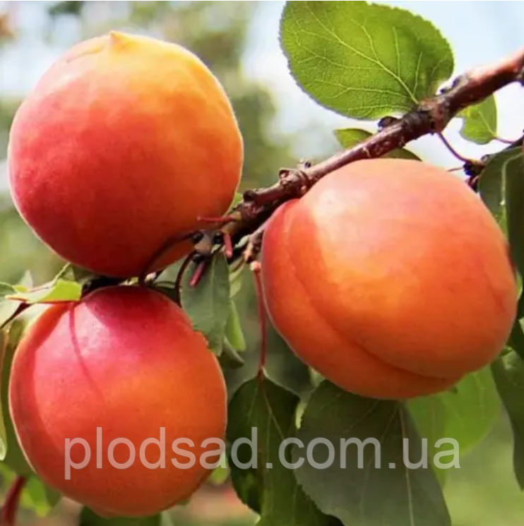 Абрикос Колорадо