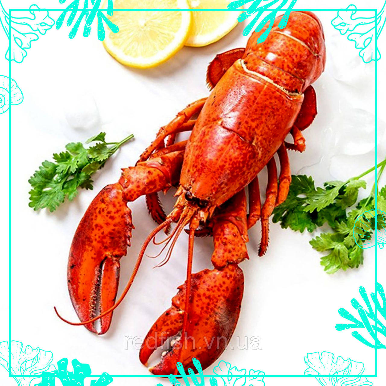 Лобстер свіжоморожений, фото 1