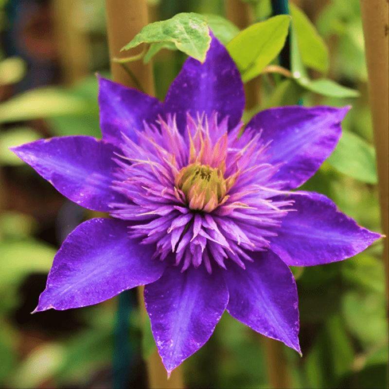 Клематіс Multi Blue