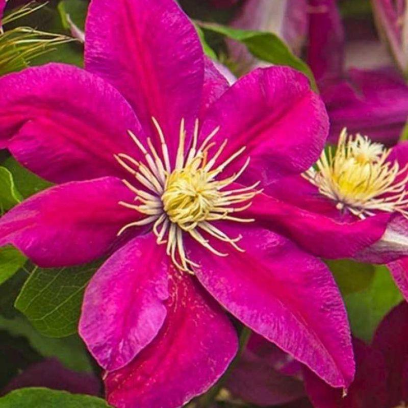 Клематіс Ernest Markham, фото 1