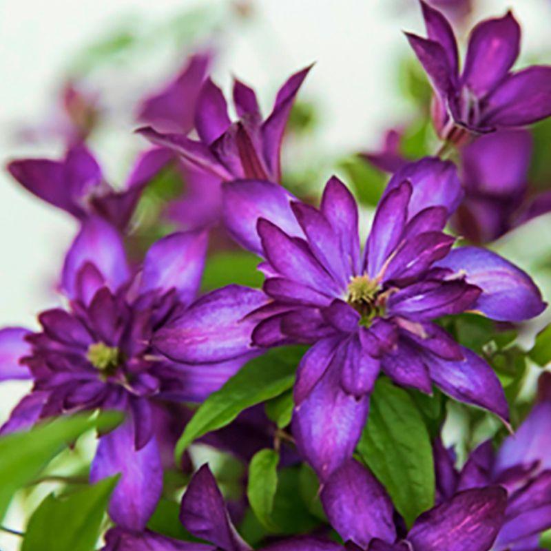 Клематіс Glorious Day, фото 1