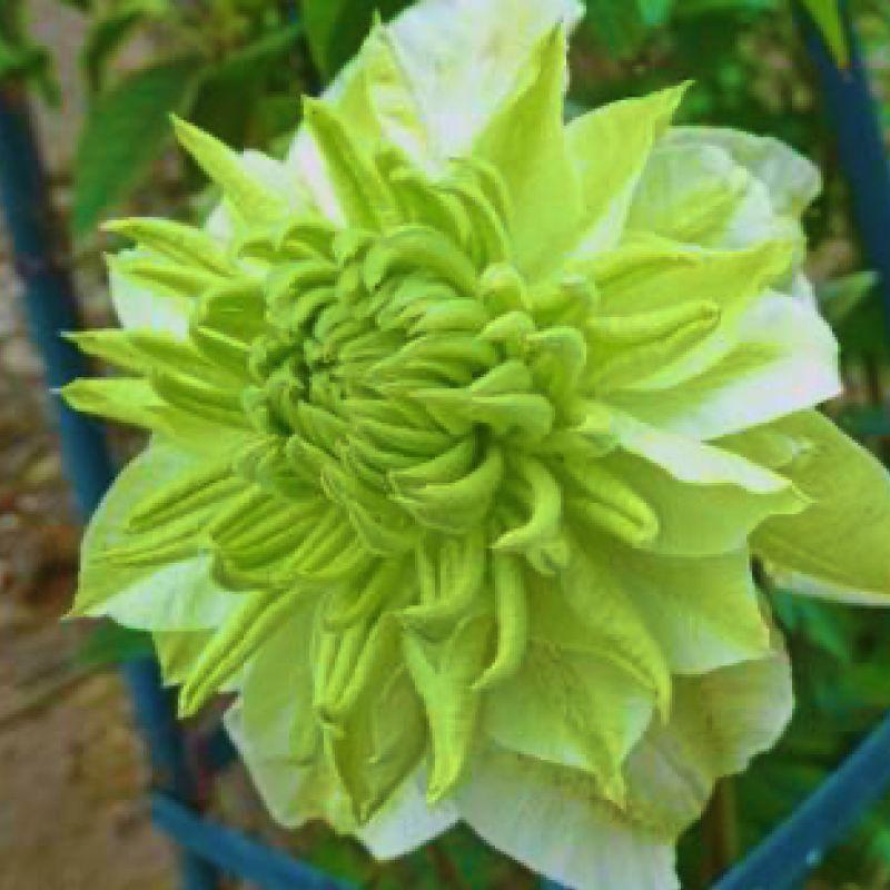 Клематіс Green Passion