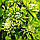 Клематіс Green Passion, фото 4