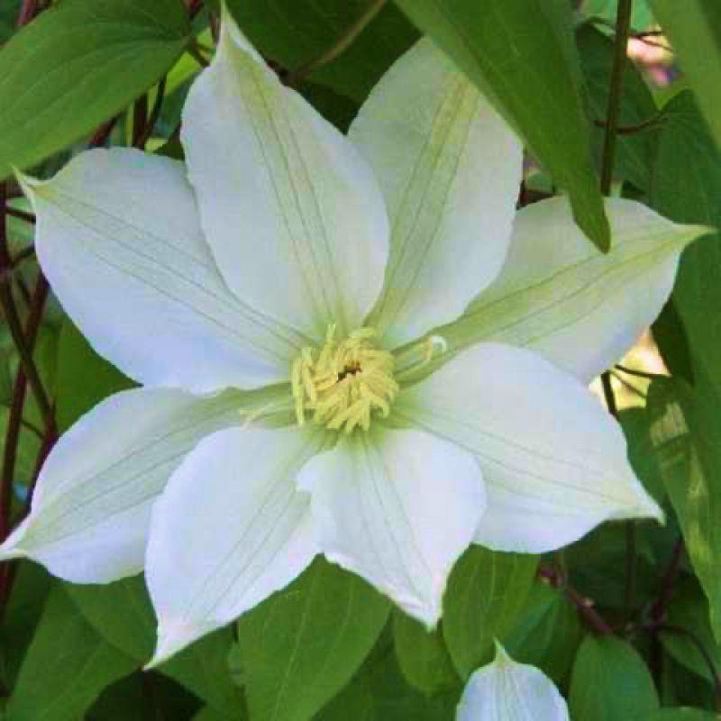 Клематіс Mary-Claire