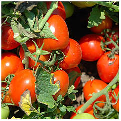 Томат Уно Россо F1 поштучно United Genetics 1 шт