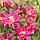 Лілія Махрова Roselily Julia 18/20, фото 3