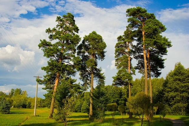 торцева стрічка для меблів купити 