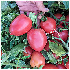 Томат Пінк крос F1 поштучно LibraSeeds 1 шт