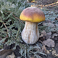 Фігура Гриб боровик (15х9х10 см), фігурки грибів для саду, садові статуетки, садові фігури з полістоуну