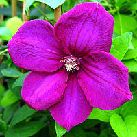 Клематис Rahvarinne (Рахваринне)