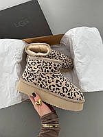 Зимові бежеві жіночі замшеві Уггі UGG Ultra Mini Platform на хутрі Леопардові черевики УГГ