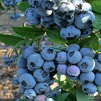 Лохина 3-х річна Патріот (середньо-рання)