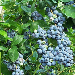 Лохина 3-х річна "Берклі" (урожайний,пізньостиглий сорт)