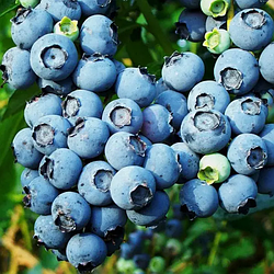 Лохина 3-х річна Блюкроп ( сорт стійкий до хвороб, посухи та морозів)