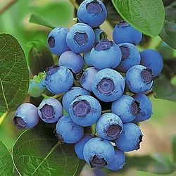 Лохина 3-х річна Спартан (морозостійкий, великоплідний сорт)