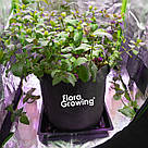 10л Grow Bag ПОСИЛЕНИЙ — Агротекстильний горщик 24х24 см, фото 6