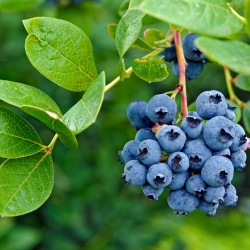 Лохина "Ханна Чойс" 3-річна (рання, морозостійка)