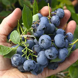 Ексклюзив! Лохина "Аквамарин" 3-х річна (добрий, регулярний урожай)