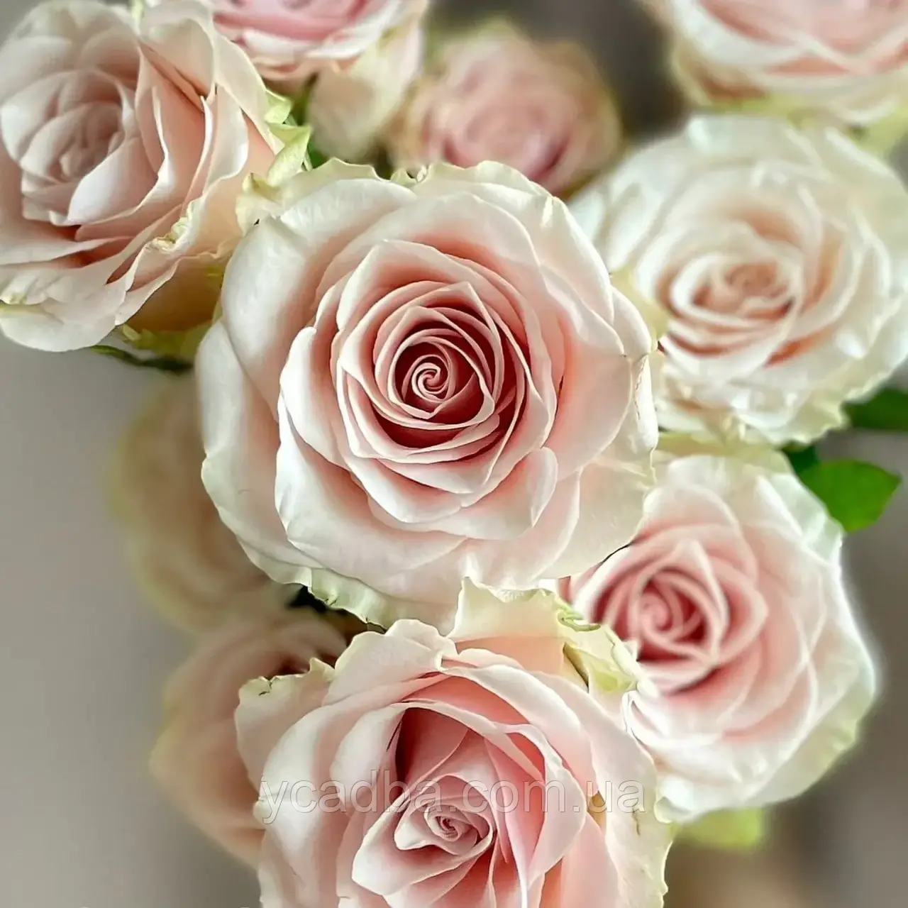 Троянда чайно-гібридна Помпей (тубус), фото 1