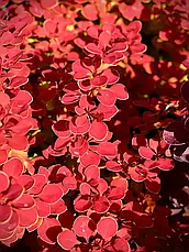 Барбарис тунберга Marylka 2 річний, Барбарис тунберга Марилька, Berberis thunbergii Marylka, фото 3