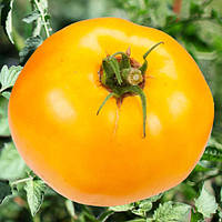 Томат Мікадо жовтий Елітний ряд 1 грам