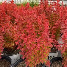 Барбарис Тунберга Orange Pillar 2 річний, Барбарис Тунберга Оранж Пилар, Berberis thunbergii Orange Pillar