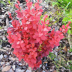 Барбарис Тунберга Orange Pillar 2 річний, Барбарис Тунберга Оранж Пилар, Berberis thunbergii Orange Pillar, фото 4