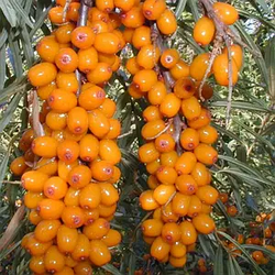 Обліпиха "Чуйська солодка" жіноча (ранній термін дозрівання)