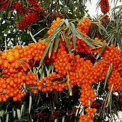 Обліпиха "Чуйська солодка" хлопчик + дівчинка (ранній термін дозрівання)