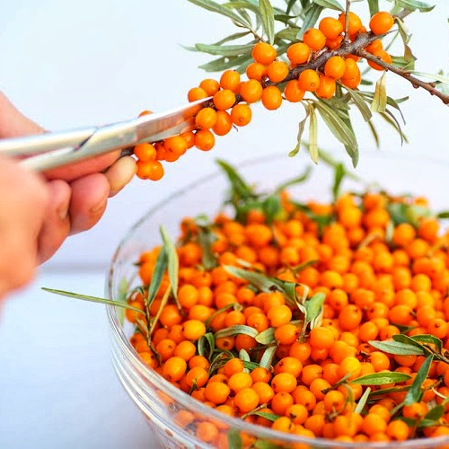 Обліпиха Єва+Адам пара (Крупноплідна), фото 1