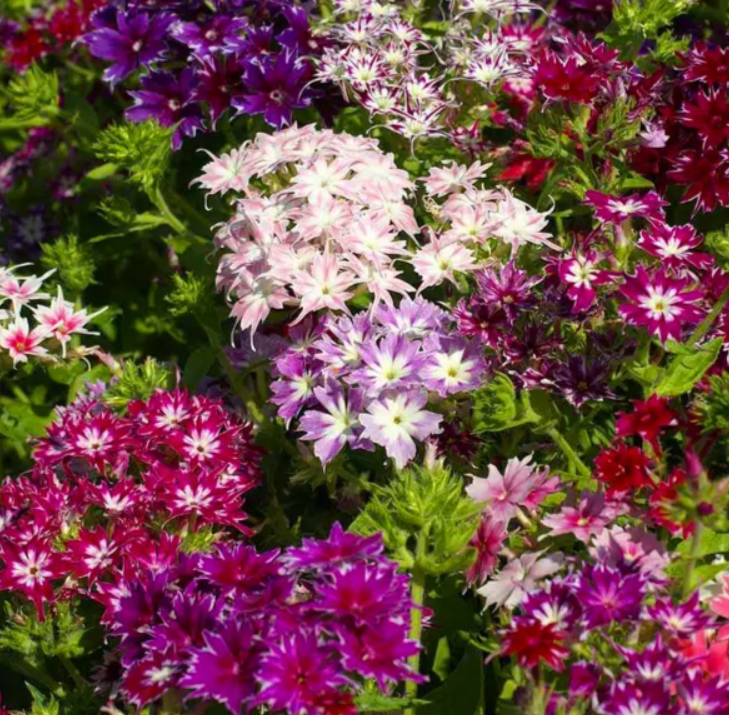 Насіння Флокс Друмонда Ціліція суміш 0.3 г